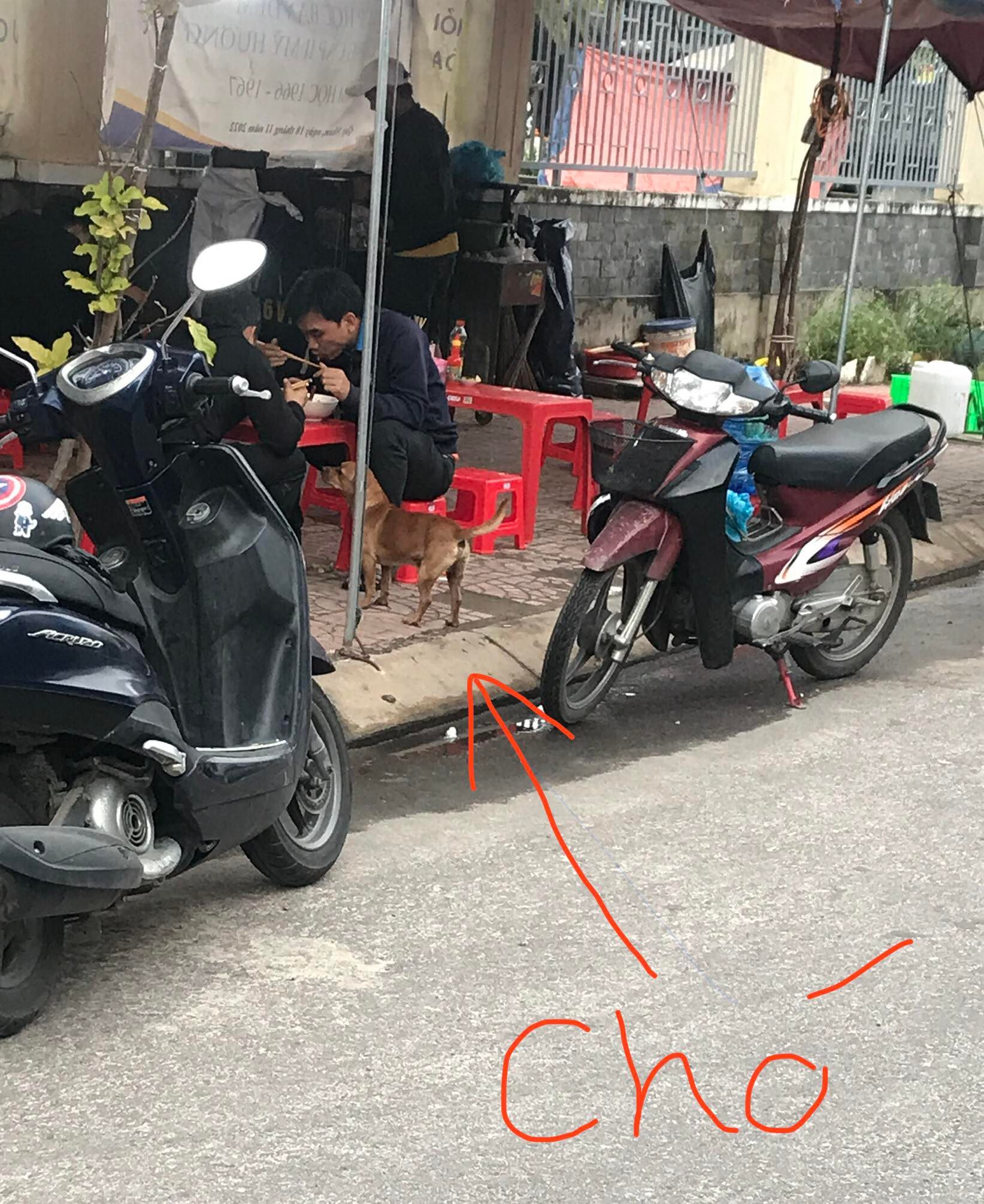 cho1.jpg