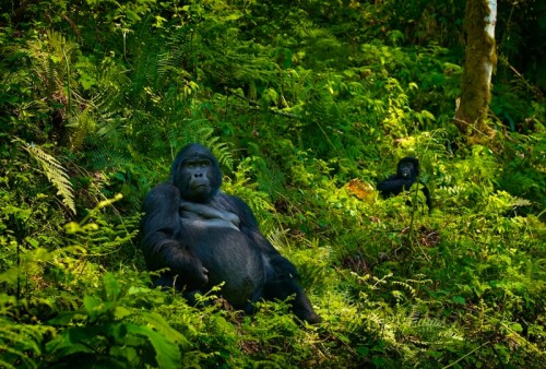 shutterstock 2059105895 bwindi gorillas parking off wow