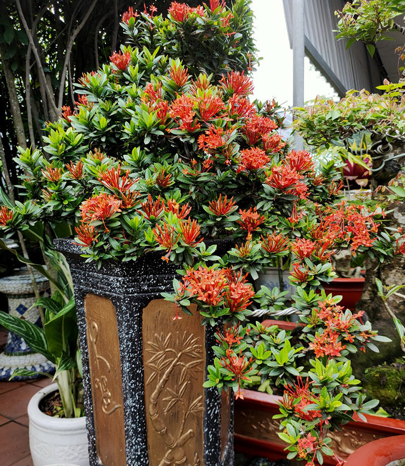 Cây Bông Trang Bonsai_00C180300