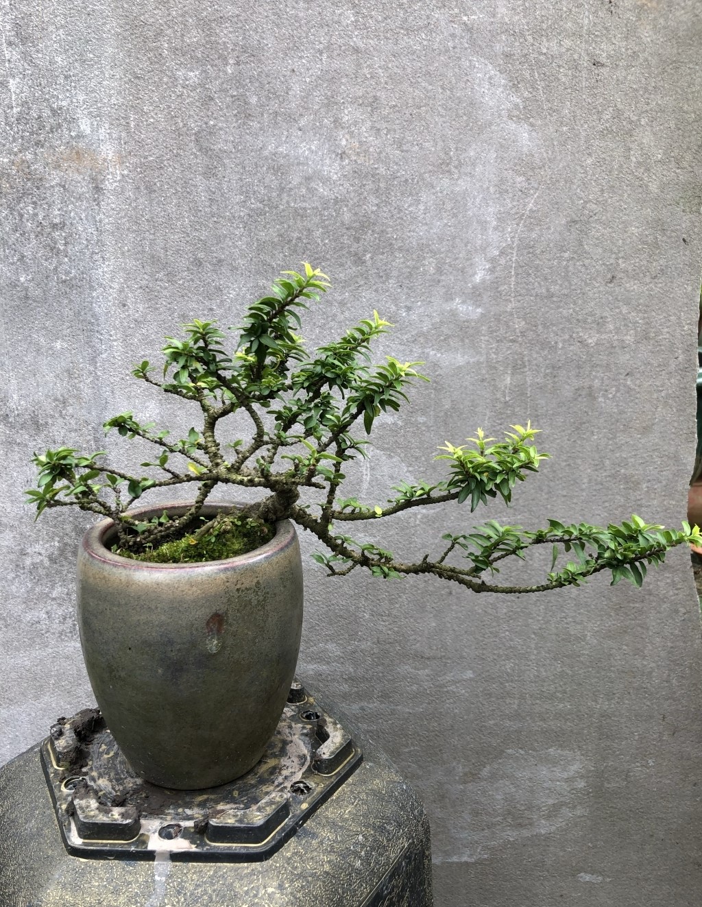 Cây Kim Thanh Mai (Chiếu Thủy)_00C180400