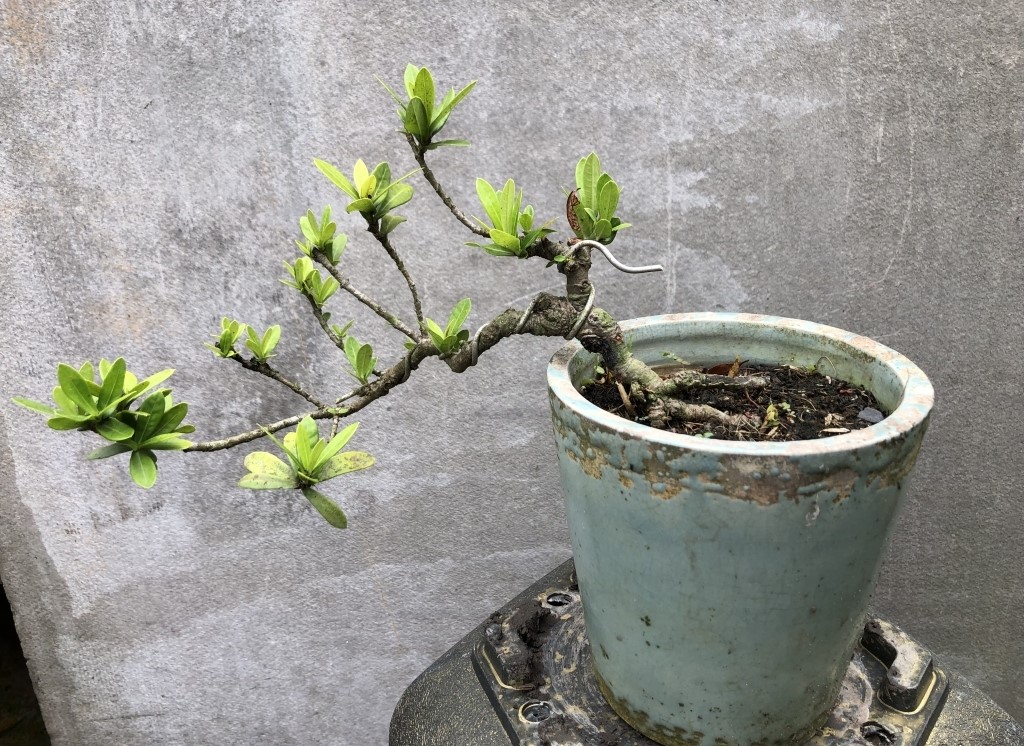 Cây Kim Thanh Mai (Chiếu Thủy)_00C180400