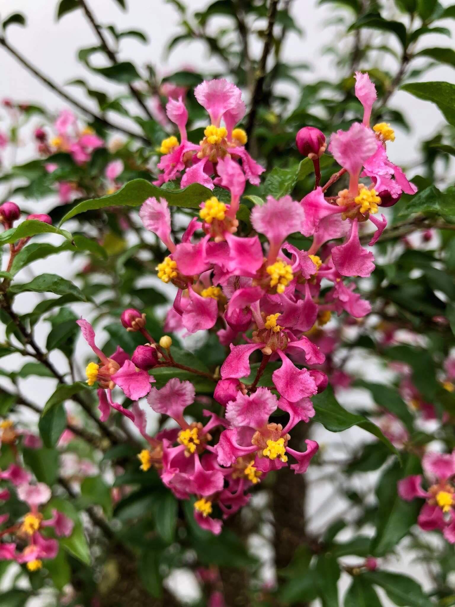 Cây Hồng Ngọc Mai_00C180200