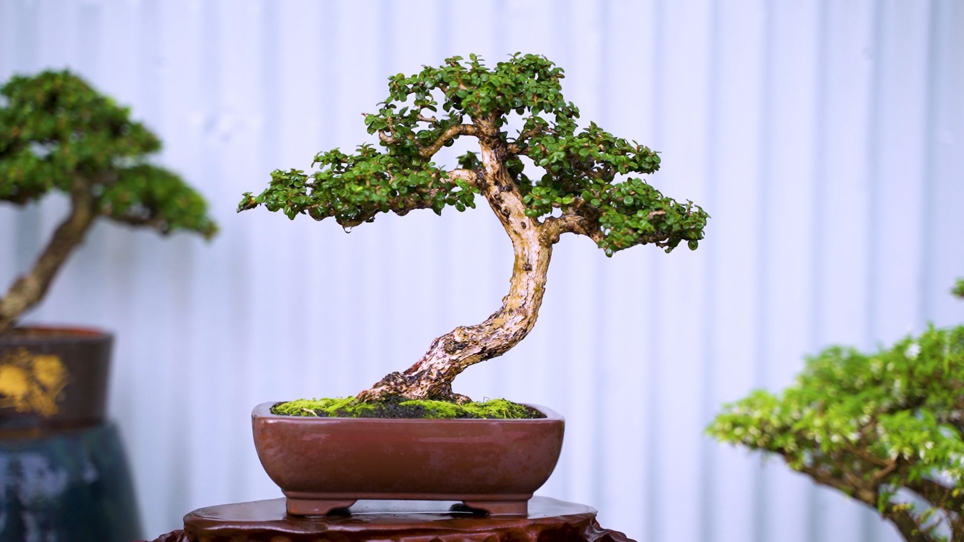 Cây Sam Hương Mini_00C180500