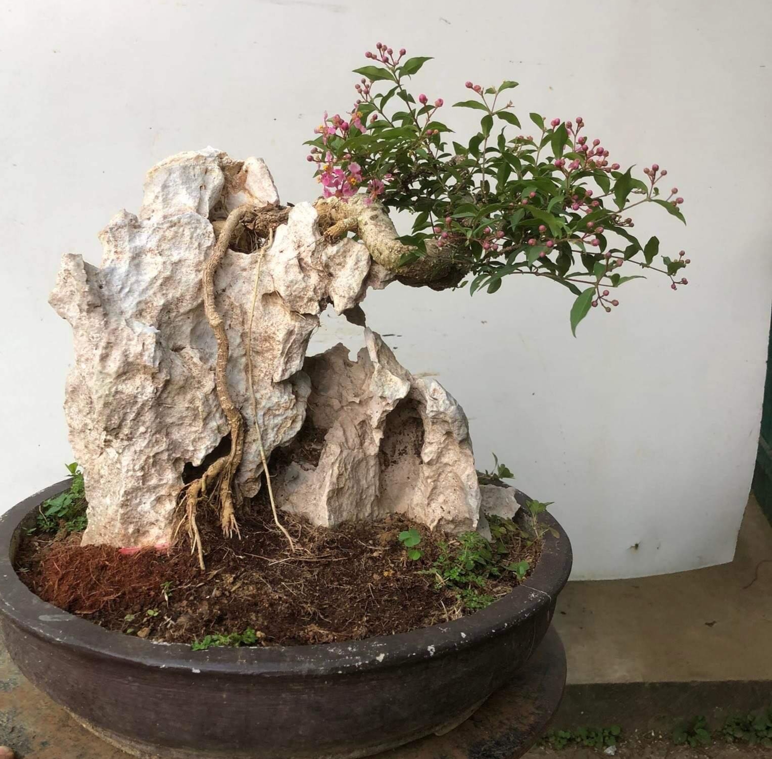Cây Hồng Ngọc Mai_00C180200