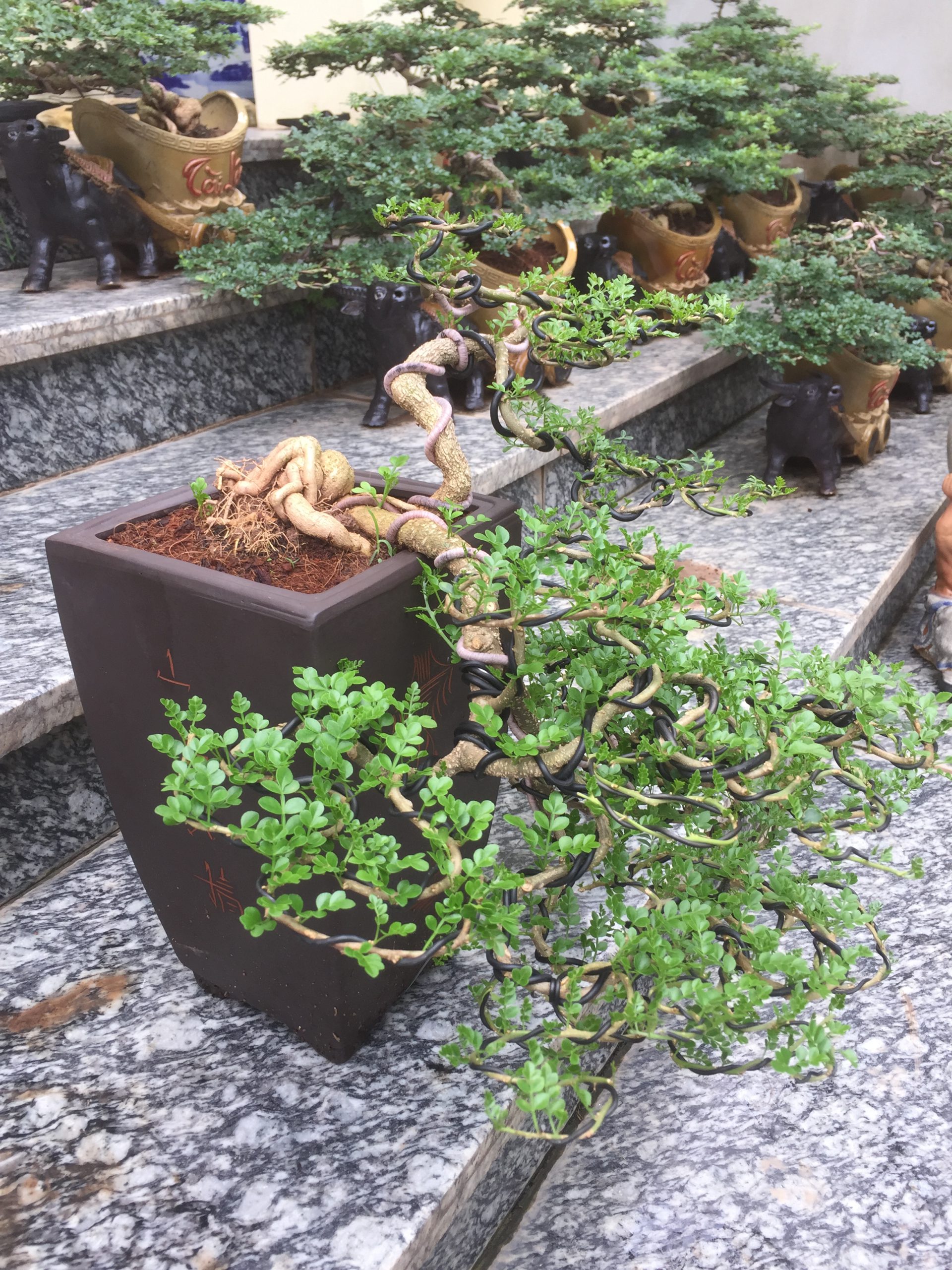 Cây Cần Thăng Bonsai_00C180000