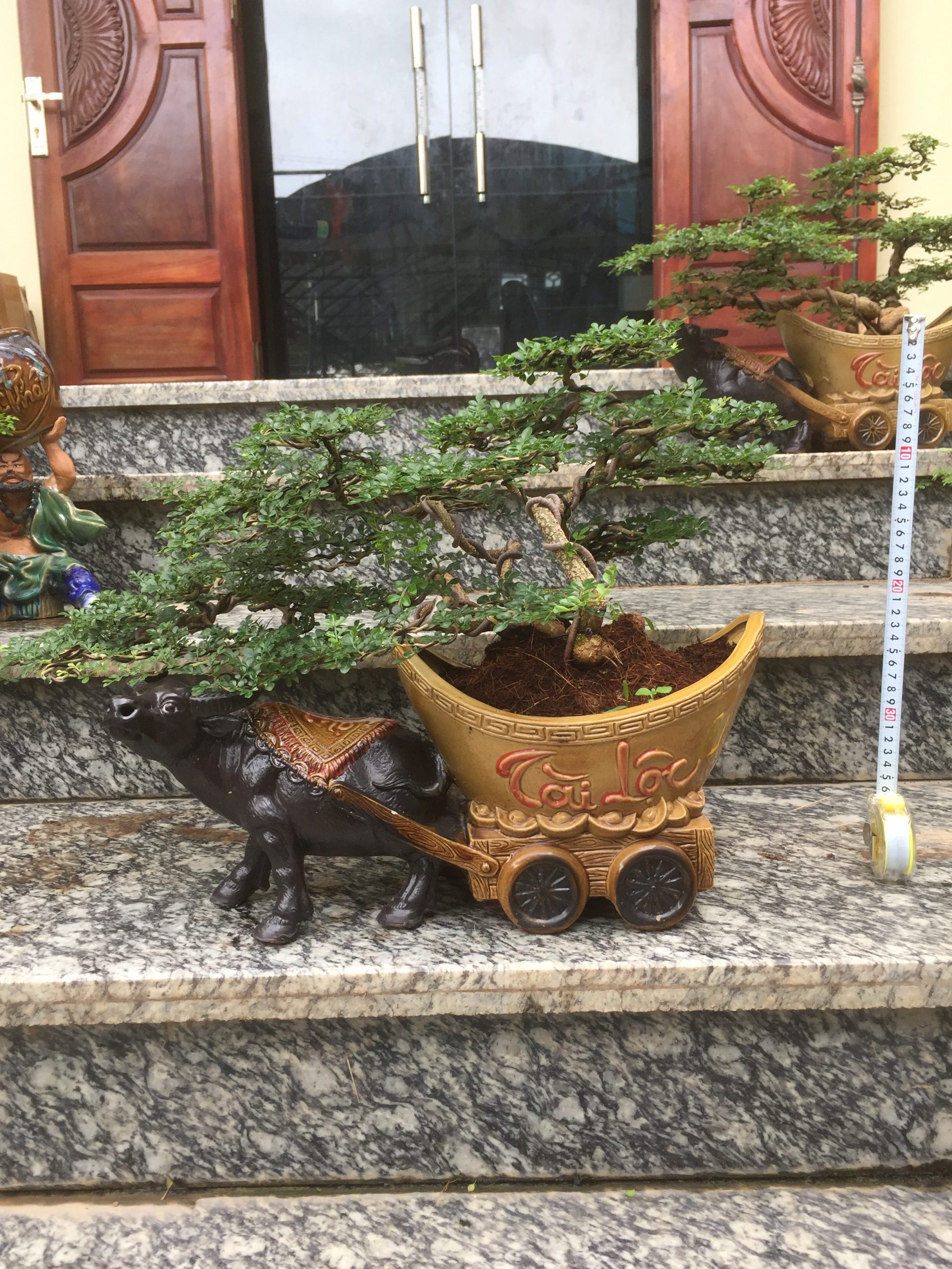 Cây Cần Thăng Bonsai_00C180000