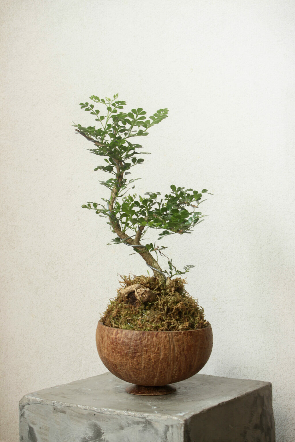 Cây Cần Thăng Bonsai_00C180000