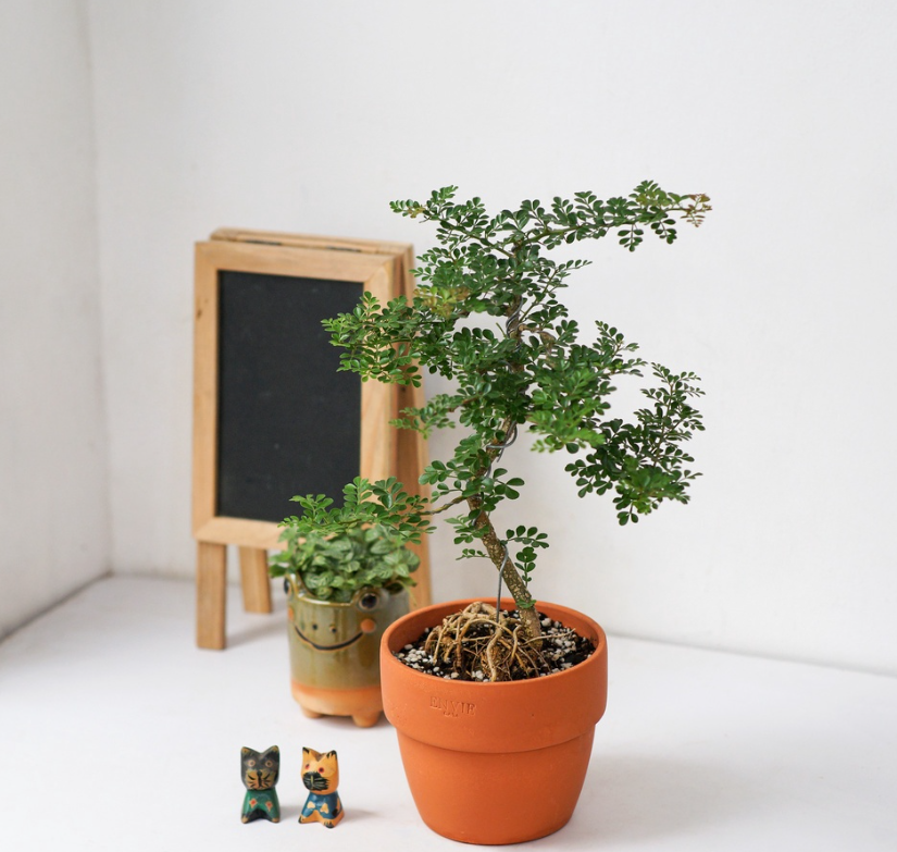 Cây Cần Thăng Bonsai_00C180000