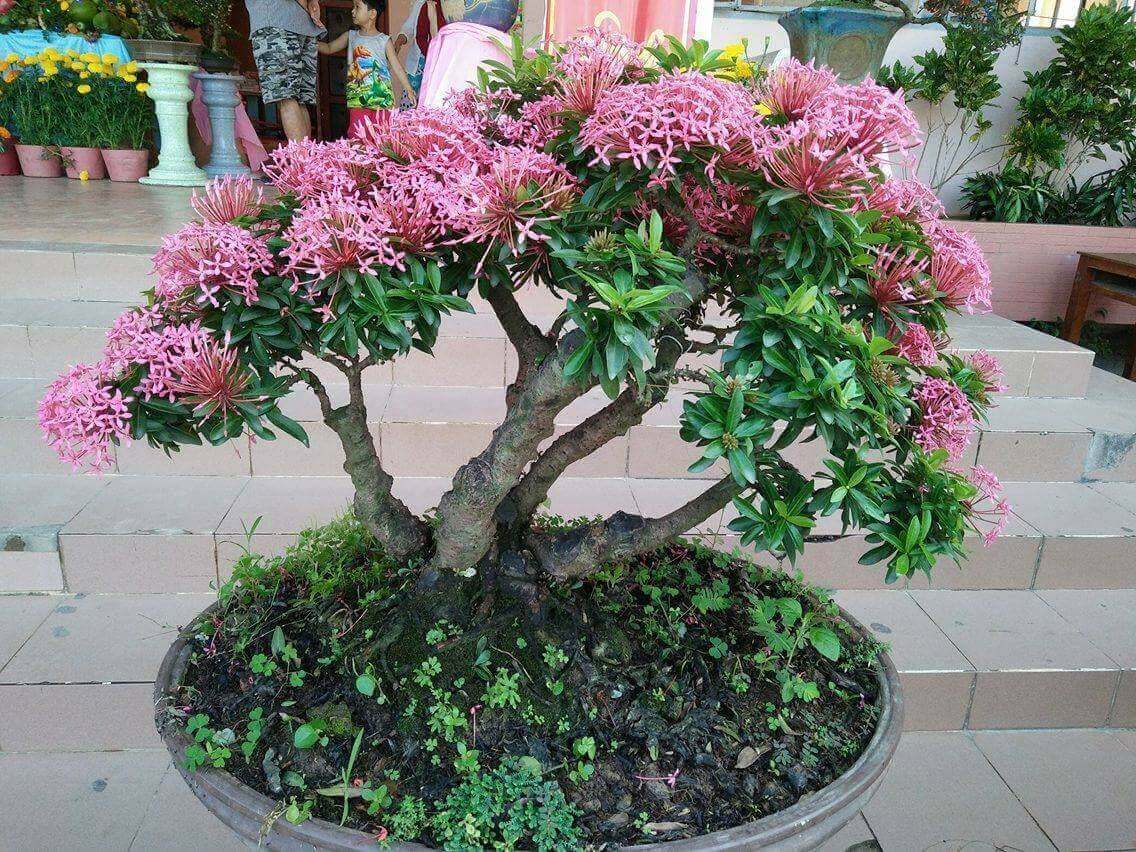 Cây Bông Trang Bonsai_00C180300