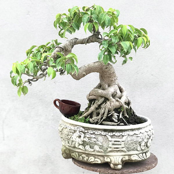 Cây Sam Hương Mini_00C180500