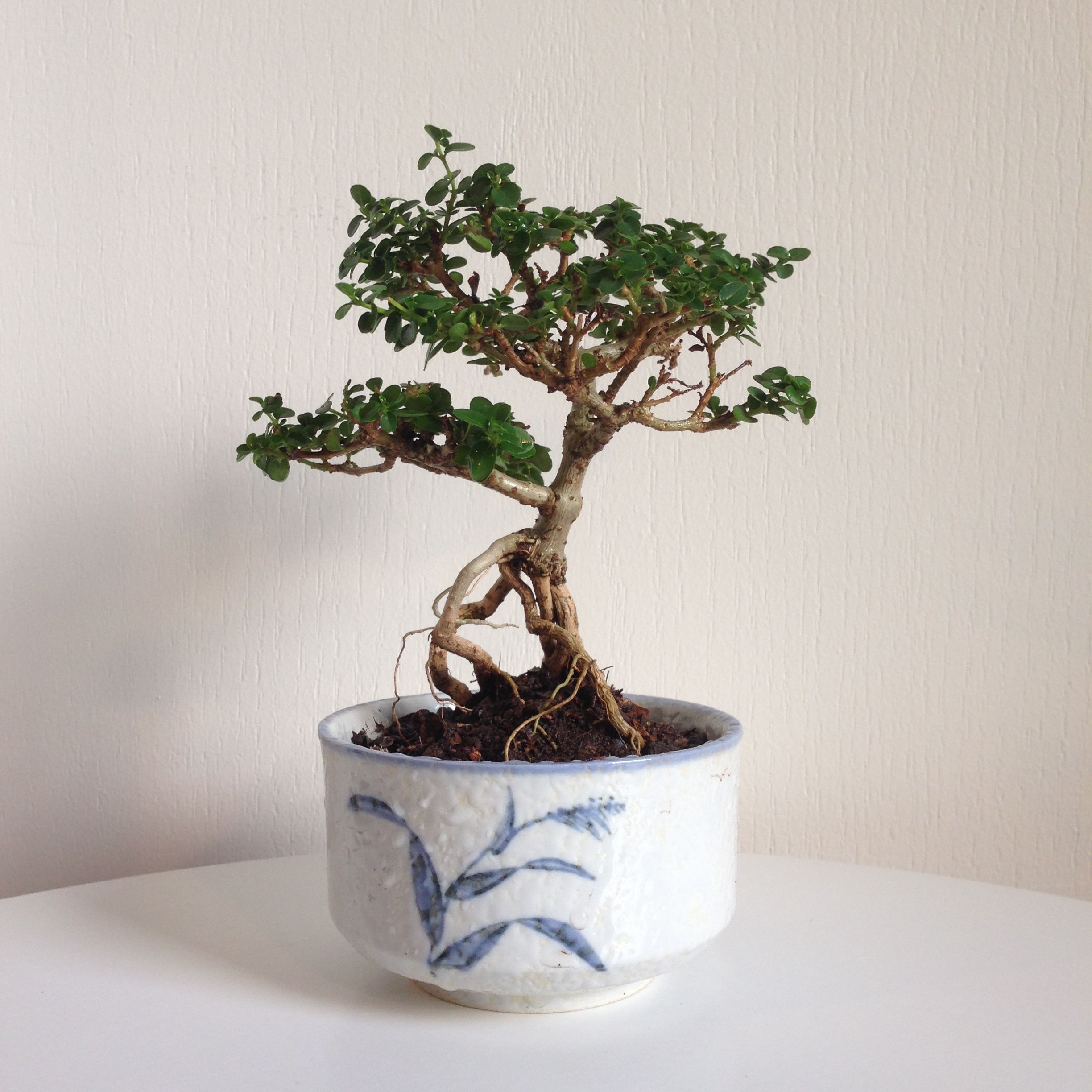 Cây Cần Thăng Bonsai_00C180000