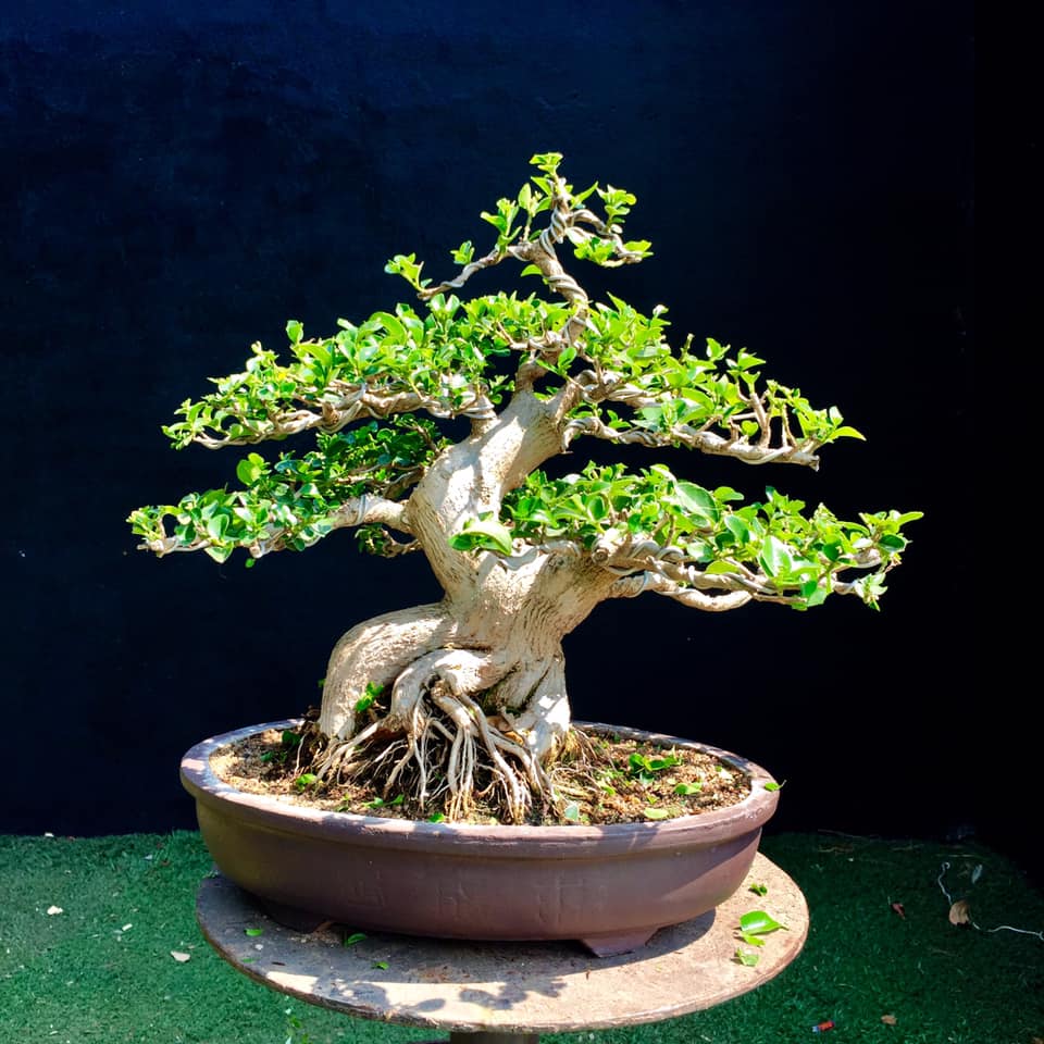 Cây Sam Hương Mini_00C180500