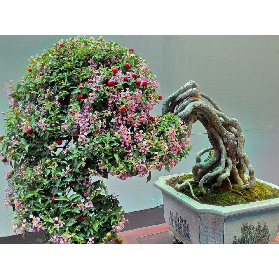Cây Hồng Ngọc Mai_00C180200