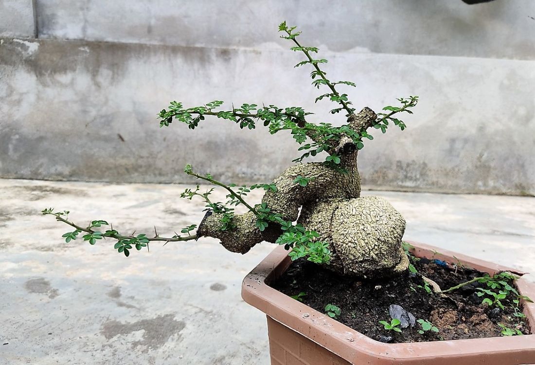 Cây Cần Thăng Bonsai_00C180000