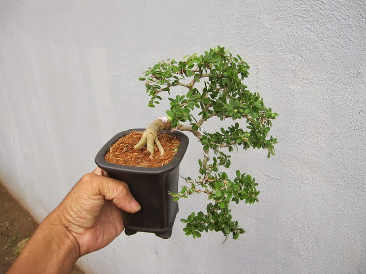 Cây Cần Thăng Bonsai_00C180000