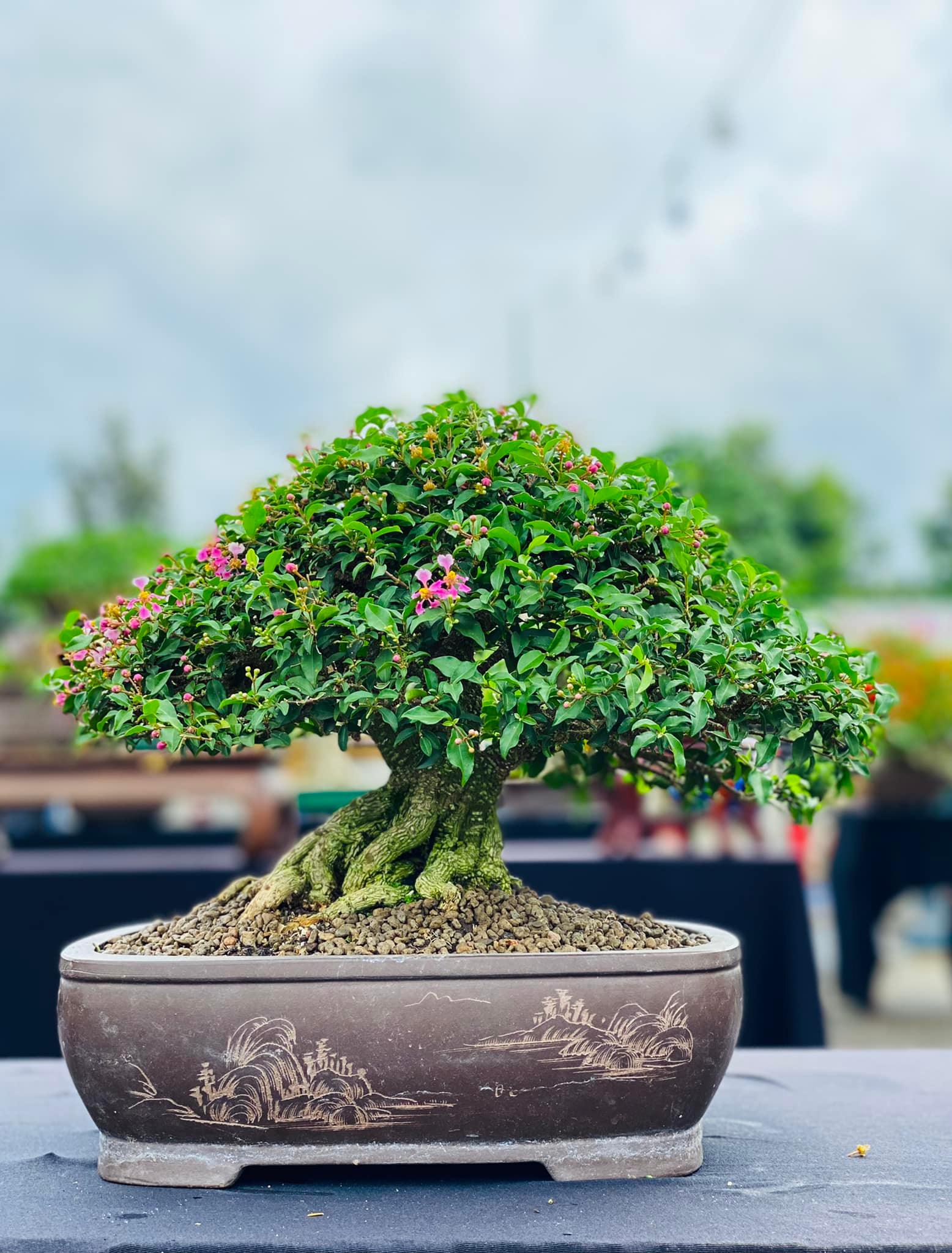 Cây Hồng Ngọc Mai_00C180200