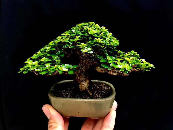 Cây Sam Hương Mini_00C180500