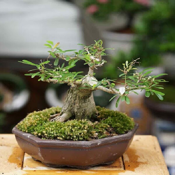 Cây Sam Hương Mini_00C180500