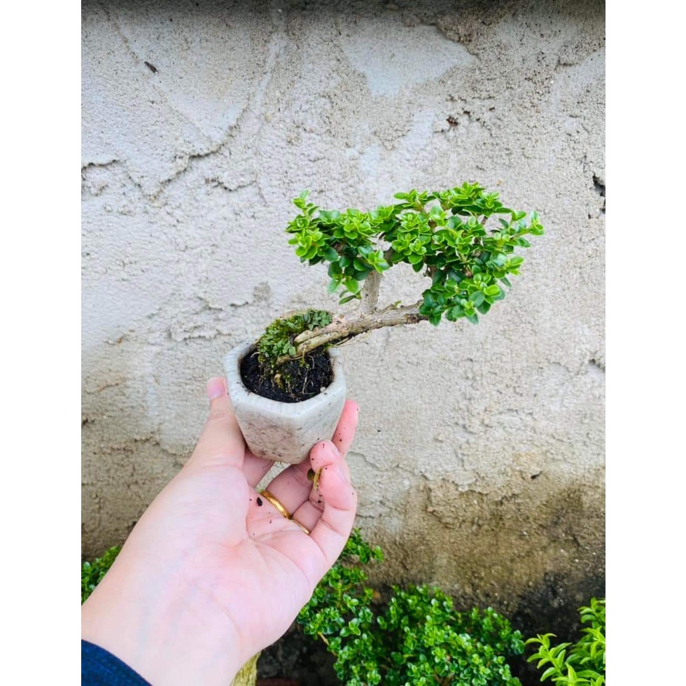 Cây Sam Hương Mini_00C180500