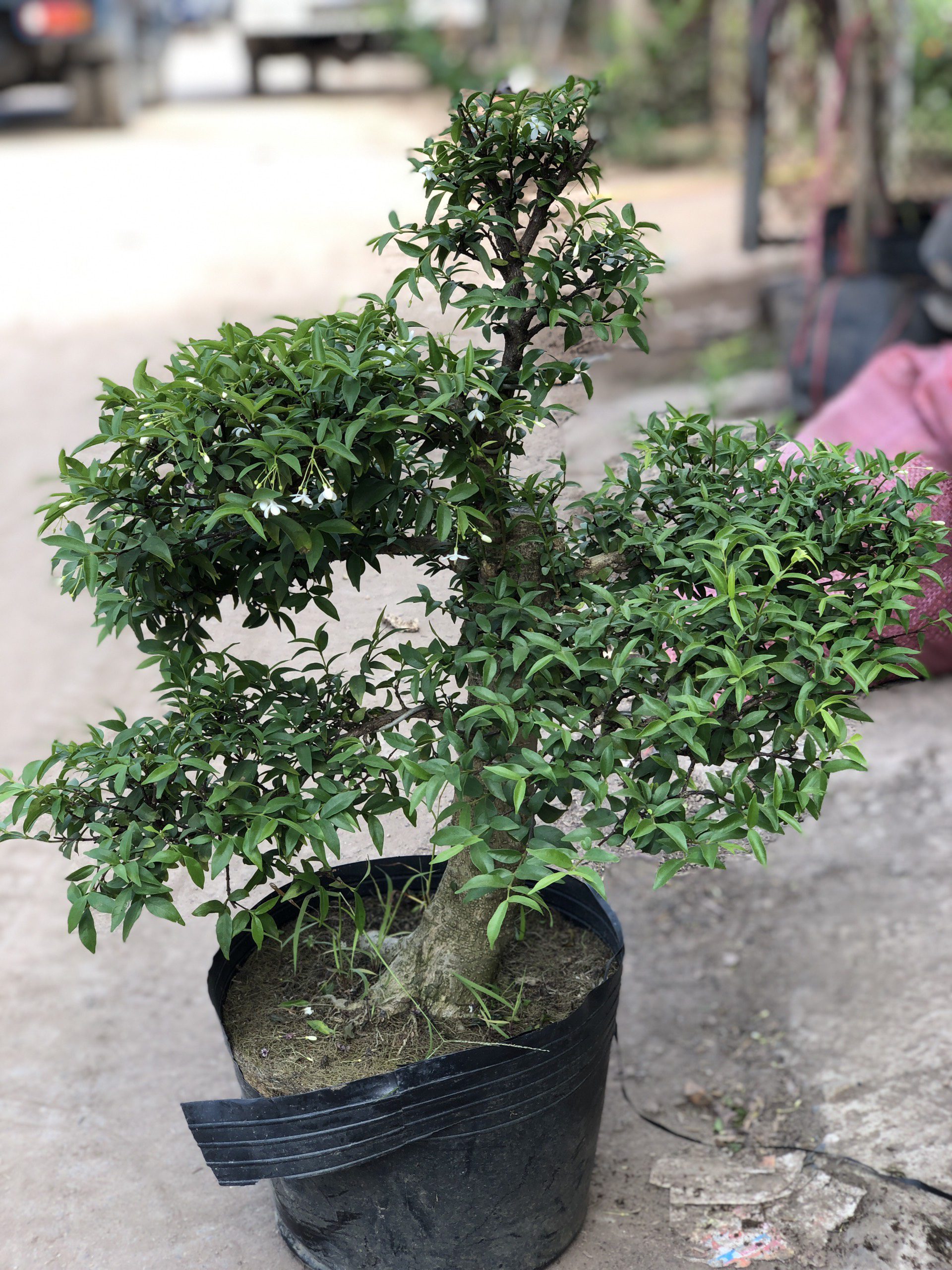 Cây Kim Thanh Mai (Chiếu Thủy)_00C180400