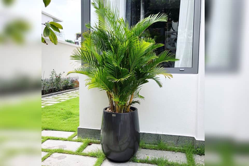 Cây Cau Nhật_00C111100