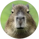 CABYBARA ( MEME SEA )