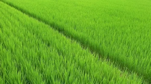 nhung buc anh phong canh ruong lua xanh va dep 2
