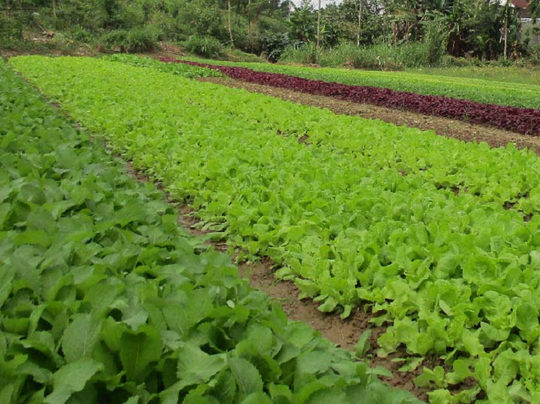 Làm Vườn Miền Tây 1 Ngày