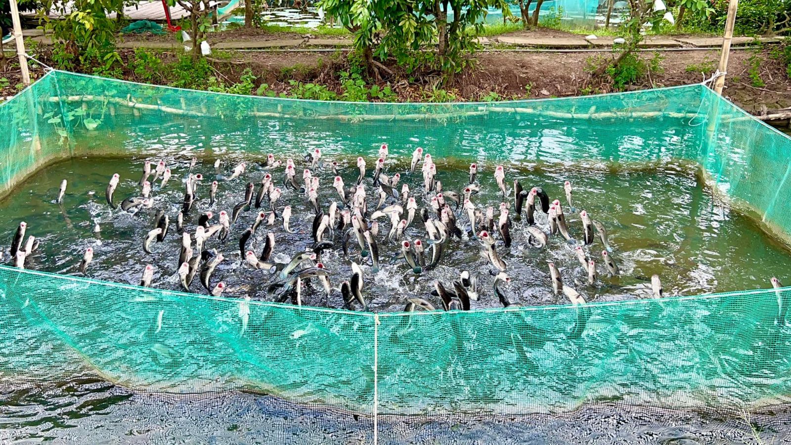 Cồn Sơn – Cá Lóc Bay – Cá Bú Bình – Vườn Trái Cây